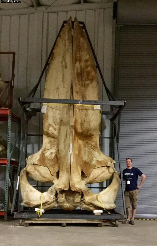 blue_whale_skull.jpg