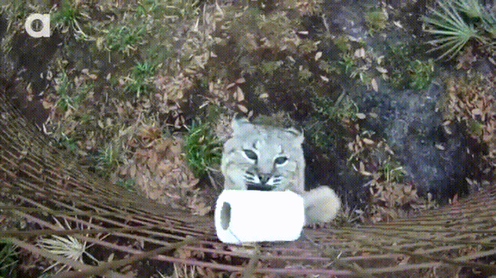 bobcat_vs_toilet_paper.gif