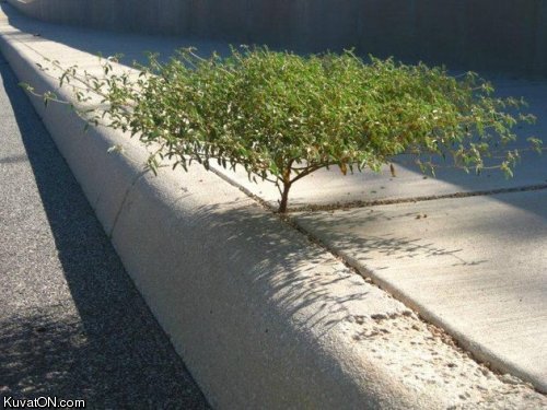 bonsai_tree.jpg