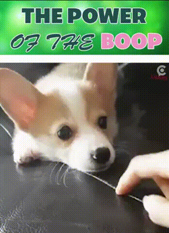 boop1.gif