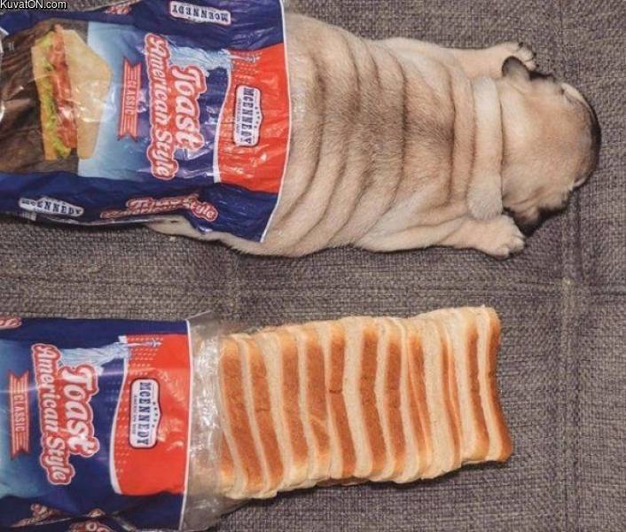 breaddog.jpg