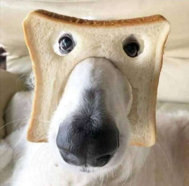 breaddog2.jpg
