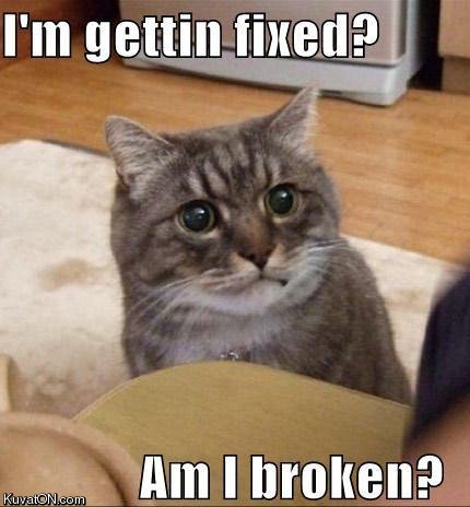 broken_cat.jpg