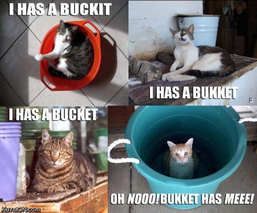 bucket_cats.jpg