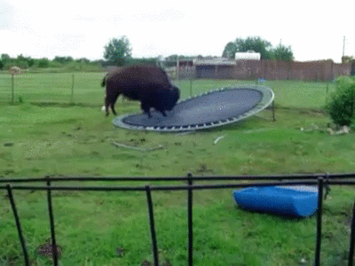 buffalo_trampoline.gif