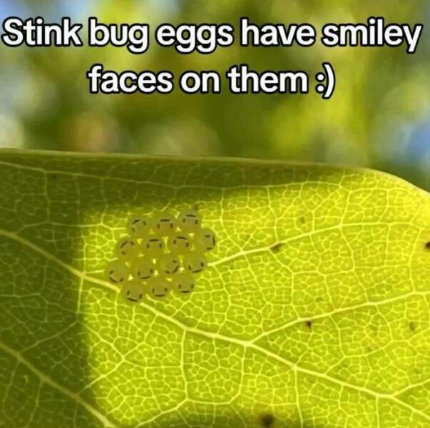 bugeggs.jpg