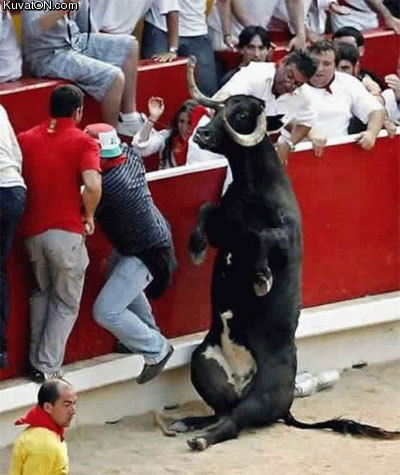 bull_break.jpg