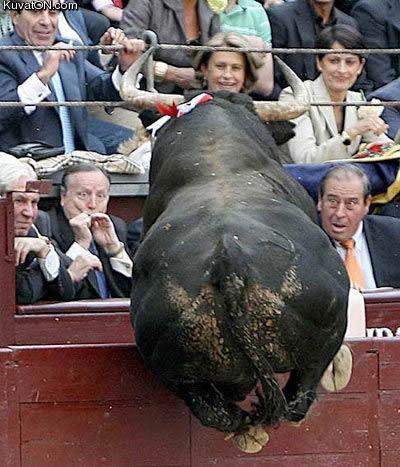 bull_reactions.jpg
