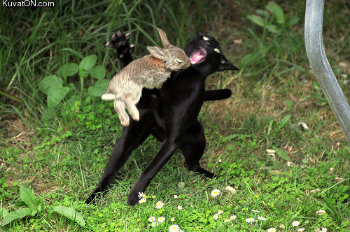 bunny_attack.jpg
