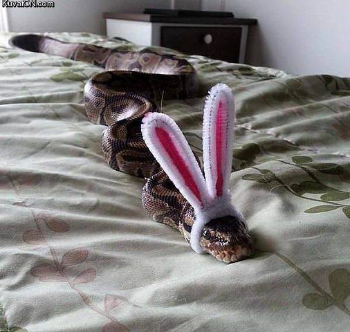 bunny_snake.jpg