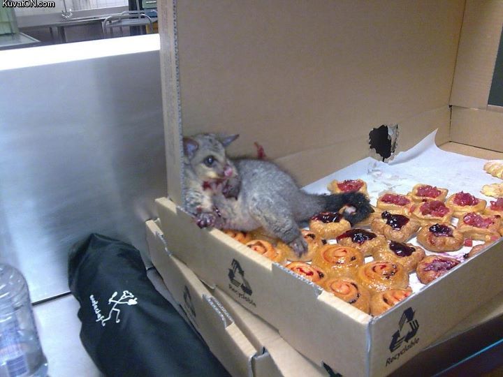 burgrlar_possum_too_full_to_move.jpg