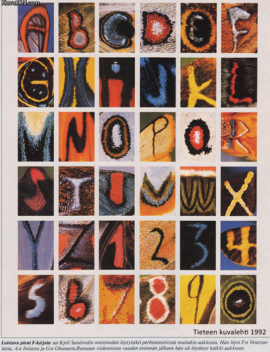 butterfly_alphabet.jpg