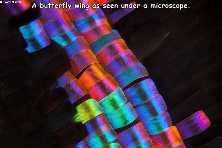 butterfly_wing.jpg