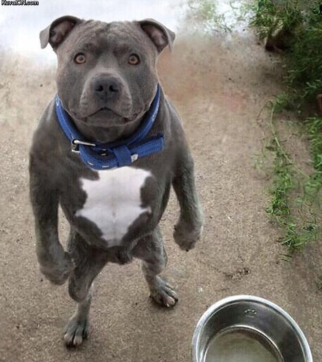 c__data_users_defapps_appdata_internetexplorer_temp_saved_images_why_my_bowl_is_empty_bro.jpg