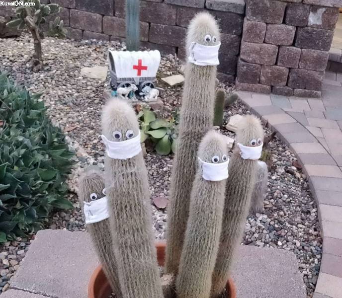 cactus4.jpg