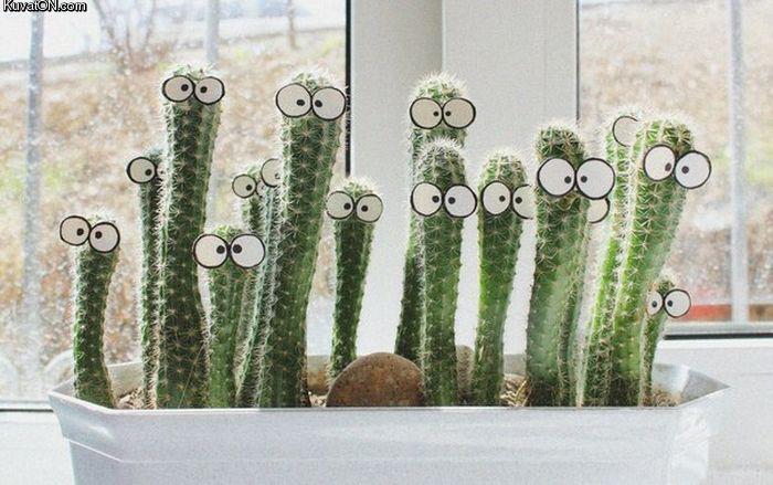 cactus_art.jpg