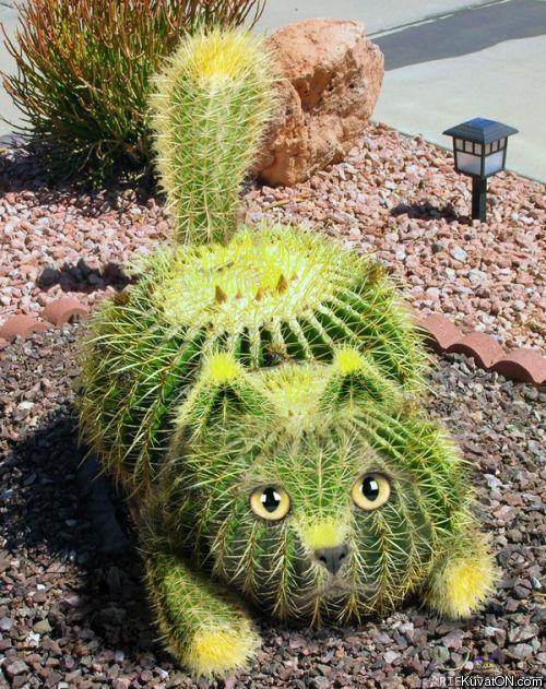 cactus_cat.jpg