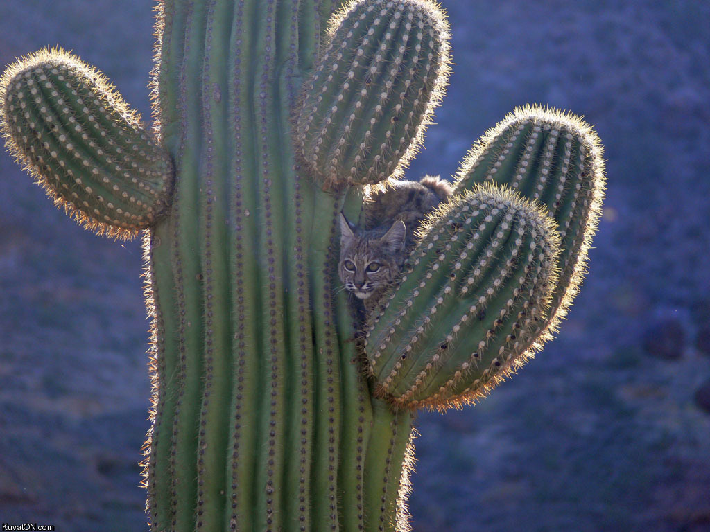 cactus_cat2.jpg