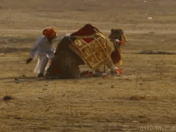 camel_3.gif
