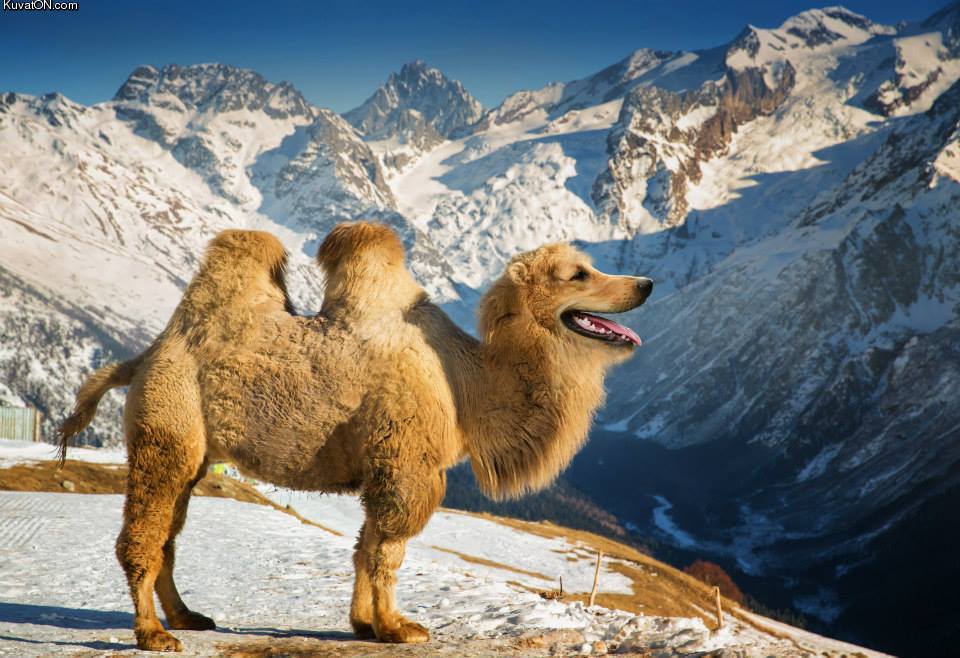 camel_dog.jpg