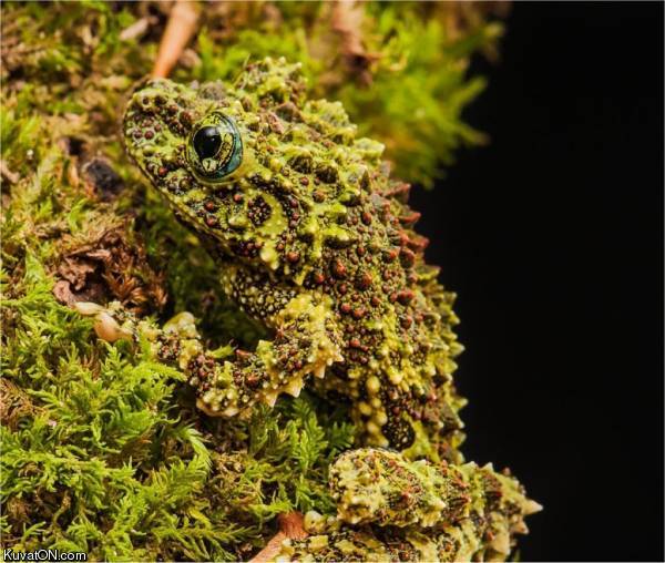 camouflage_frog.jpg