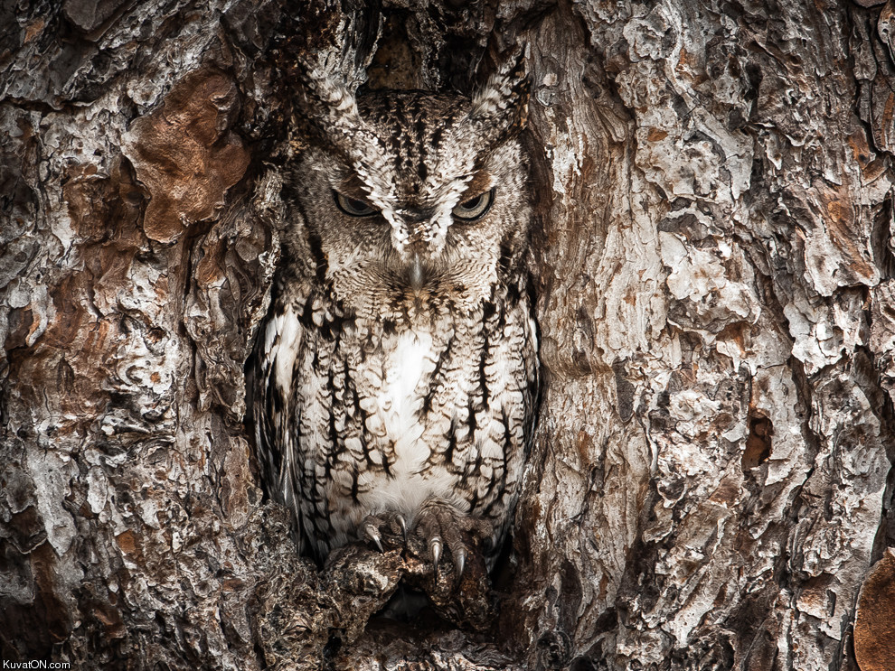 camouflage_owl2.jpg