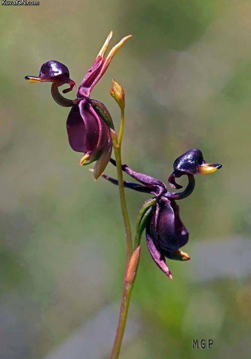 can_you_guess_why_they_call_these_flying_duck_orchids.jpeg