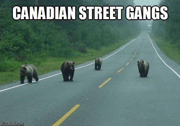 canadian_street_gangs.jpg