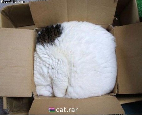 cat.rar.jpg