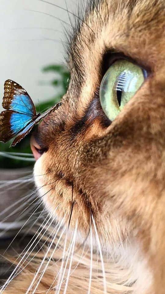cat041.jpg