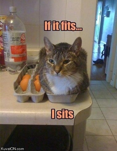 cat104.jpg