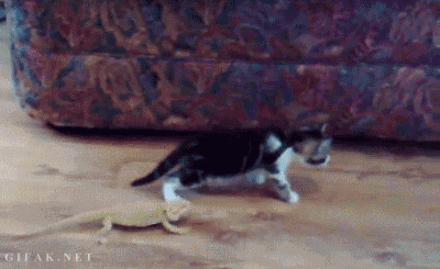 cat126.gif