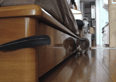 cat176.gif