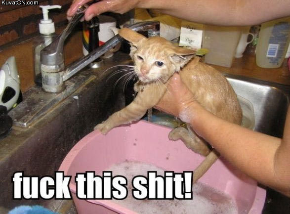 cat48.jpg
