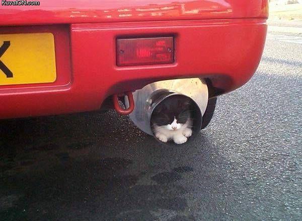 cat49.jpg
