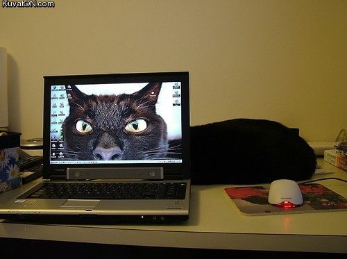 cat52.jpg
