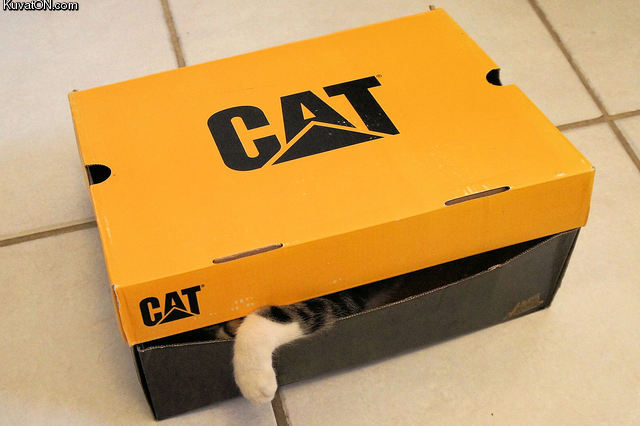 cat75.jpg