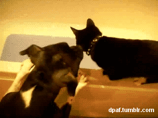 cat_and_dog3.gif