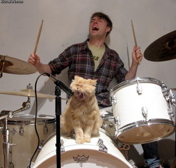 cat_band.jpg