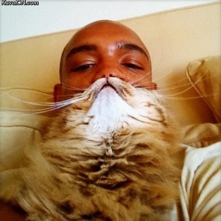 cat_beard.jpg