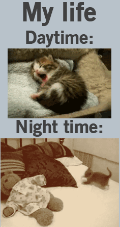cat_by_day_and_by_night.gif