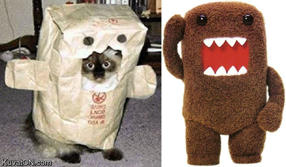 cat_domokun.jpg