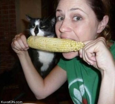 cat_eating_corn.jpg