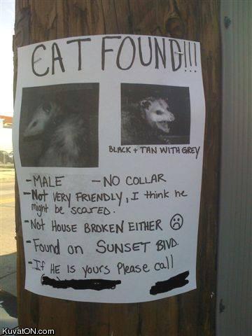 cat_found.jpg