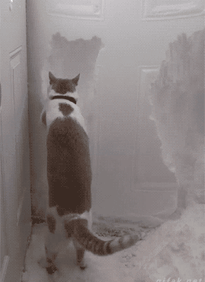 cat_helps_clear_snow_away_from_front_door_after_huge_storm.gif