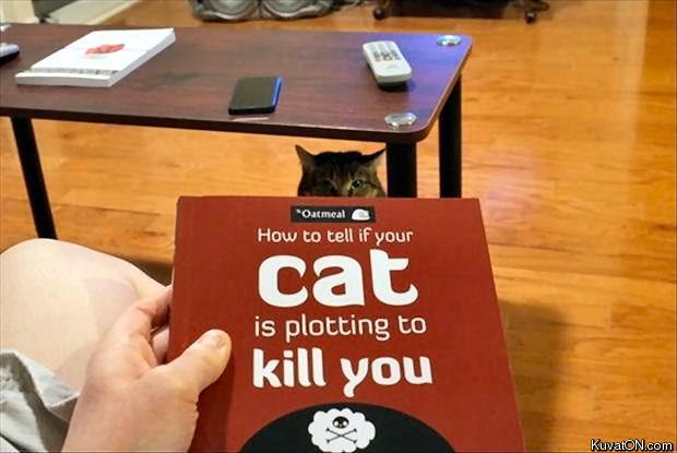 cat_is_plotting_to_kill_you.jpg