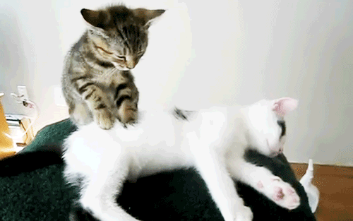 cat_massage.gif