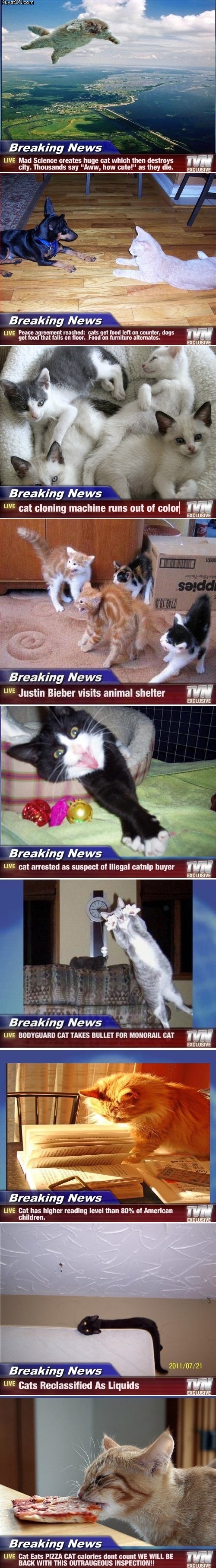 cat_news.jpg