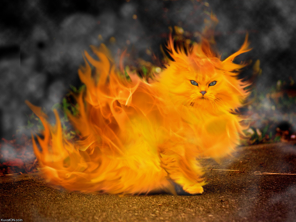 cat_on_fire.jpg