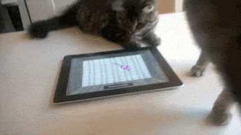 cat_playing_ipad_game.gif